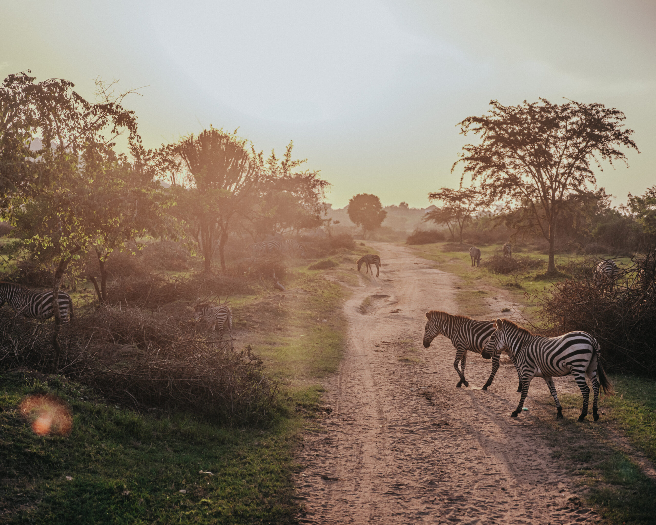 6-Day Safari Adventure to Queen Elizabeth & Lake Mburo National Parks