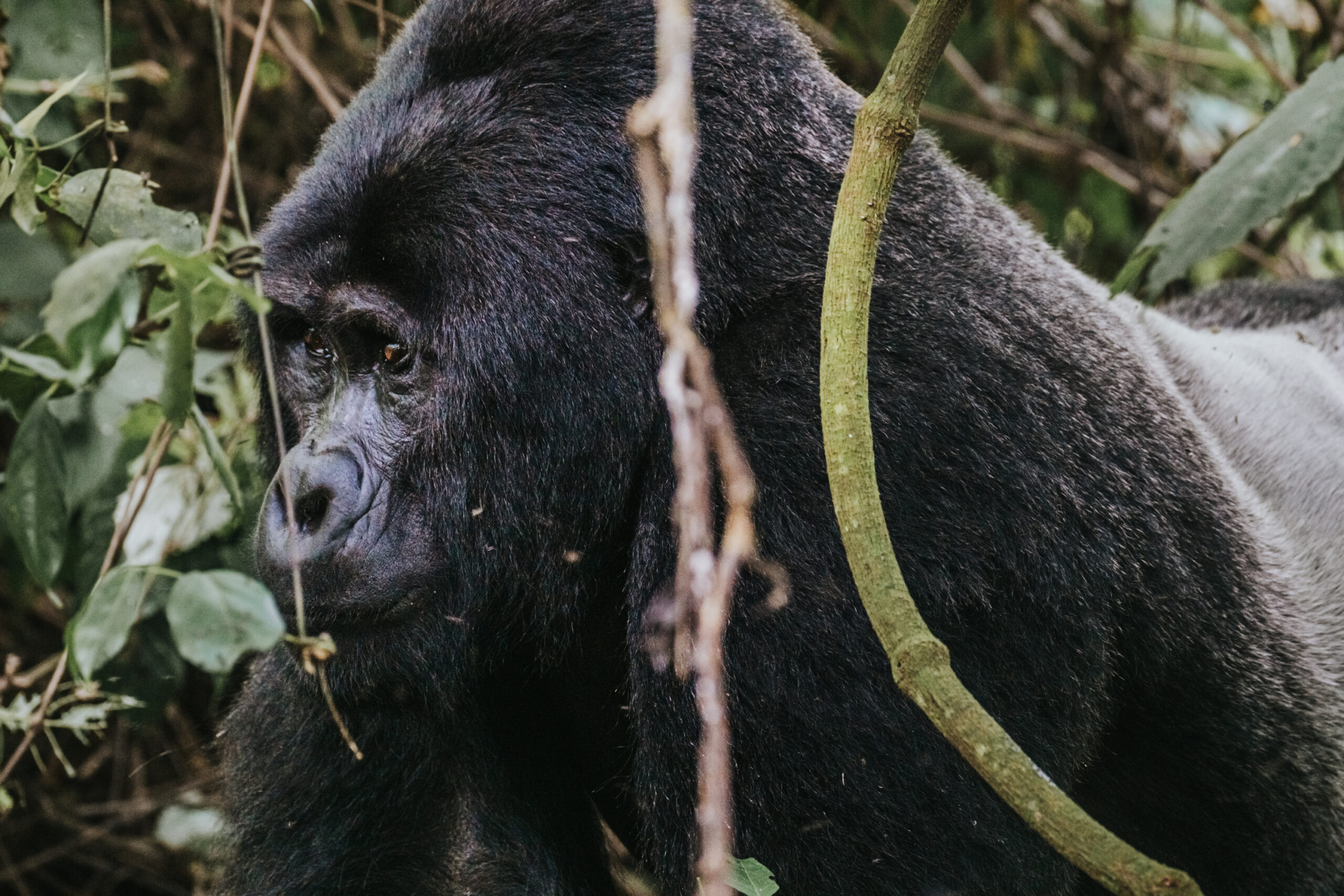9-Day Ultimate Uganda Big Five & Primate Safari Adventure