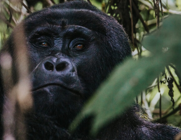 3 Days Flying Safari to Gorilla Trekking