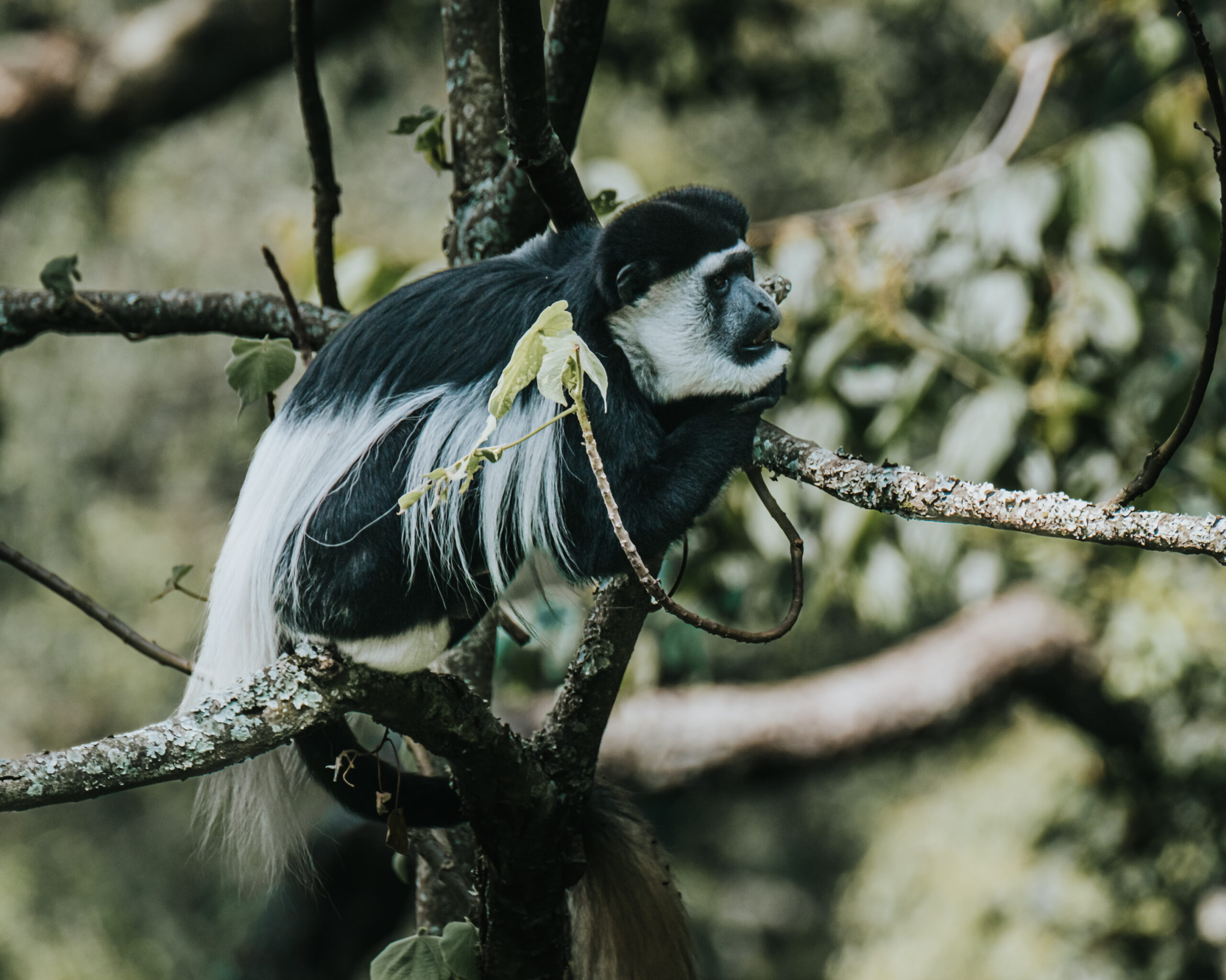 10-Day Ultimate Uganda Wildlife & Gorilla Safari