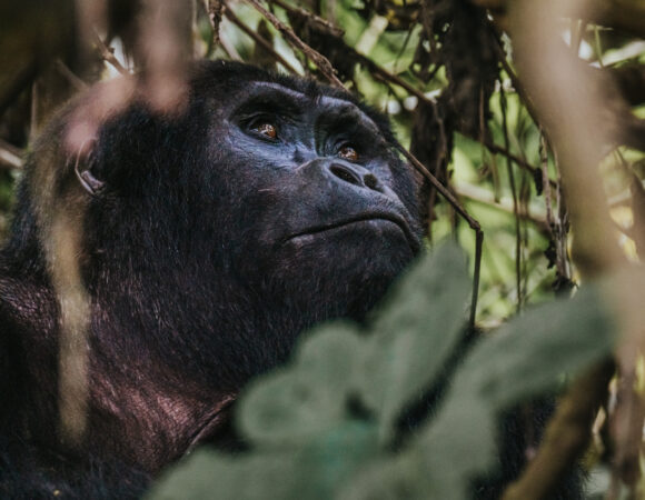 3 Day Uganda Safari Gorilla Tracking & Lake Bunyonyi