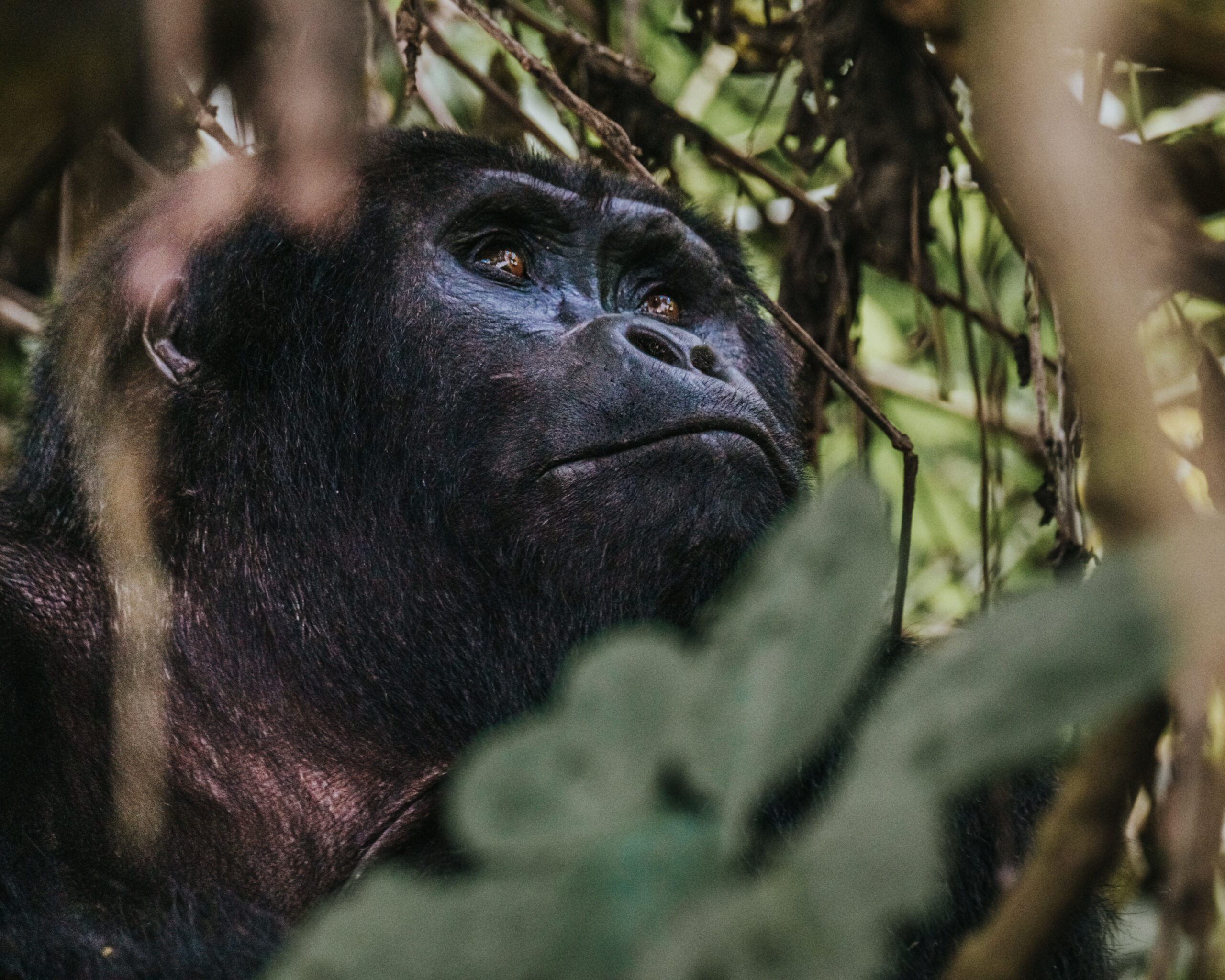 3 Day Uganda Safari Gorilla Tracking & Lake Bunyonyi