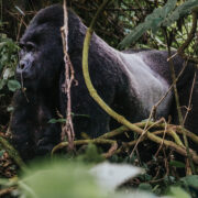 Mountain Gorilla Trekking in Bwindi