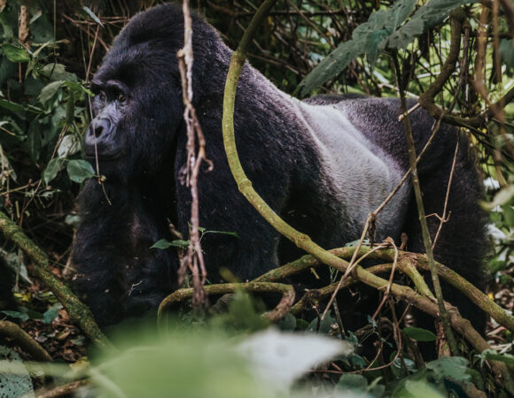Discover Why Gorilla Trekking Is Uganda’s Top Tourist Experience