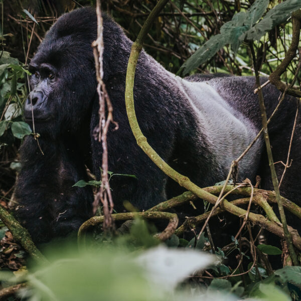 Mountain Gorilla Trekking in Bwindi