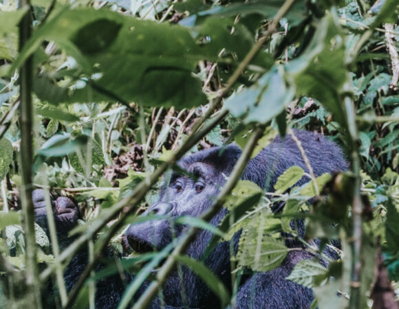 4-Day Bwindi Gorillas, Rwanda Golden Monkeys and Lake Bunyonyi Safari