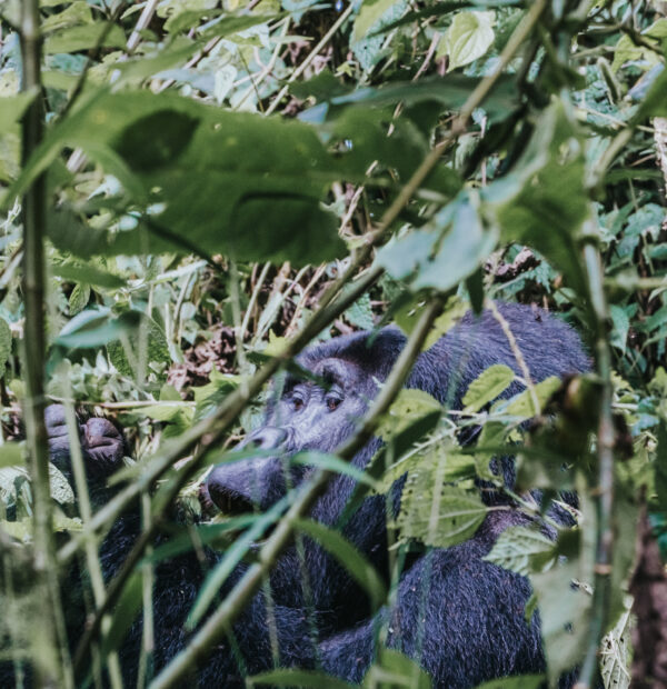 4-Day Gorilla & Golden Monkey Adventure Uganda–Rwanda