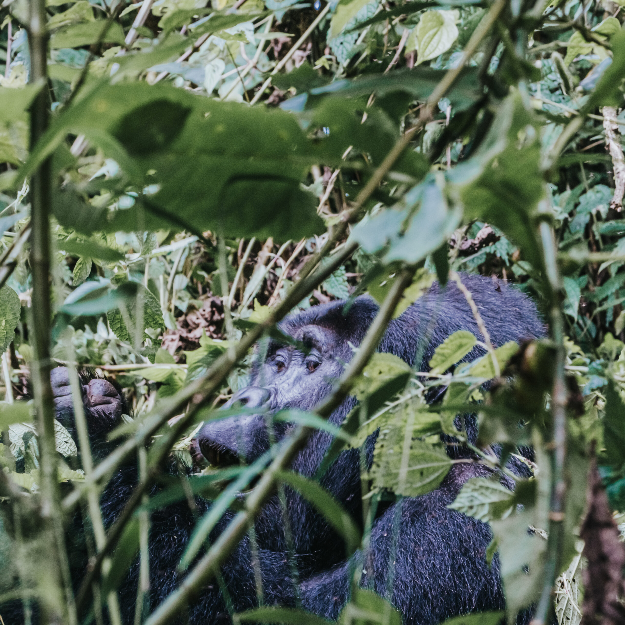 4-Day Bwindi Gorillas, Rwanda Golden Monkeys and Lake Bunyonyi Safari