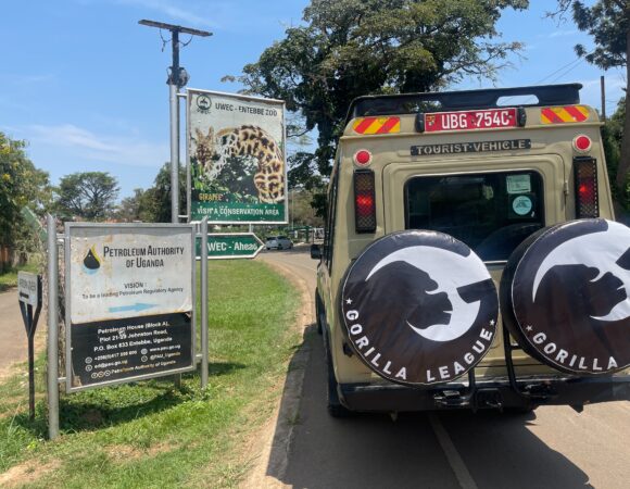 5-Day Uganda Safari: Gorilla Trekking in Bwindi & Wildlife Adventures in Queen Elizabeth National Park