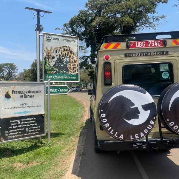 5-Day Uganda Safari: Gorilla Trekking in Bwindi & Wildlife Adventures in Queen Elizabeth National Park