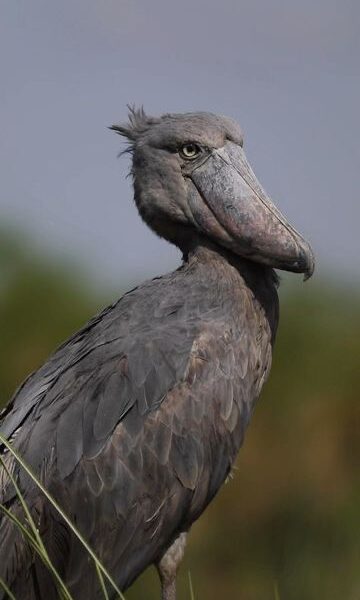 Shoebill stork in Mabamba wetland