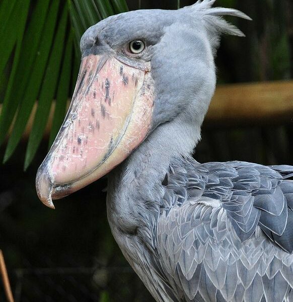 Shoebill stork in Mabamba wetland