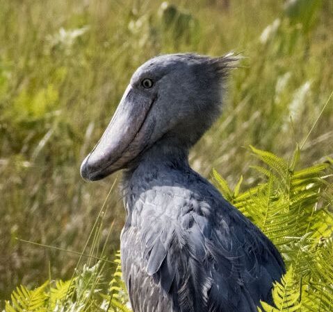 Mabamba Swamp: Uganda’s Best Place to Spot the Legendary Shoebill Stork