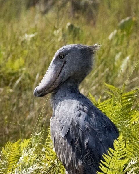 Shoebill stork in Mabamba wetland