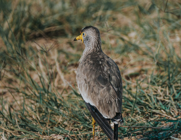 Top Birding Spots in Uganda — Explore Africa’s Birdwatching Paradise