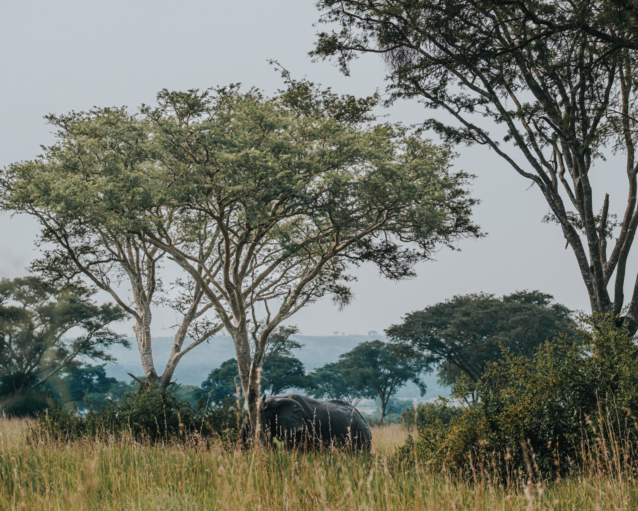 6-Day Ultimate Queen Elizabeth & Lake Mburo Safari