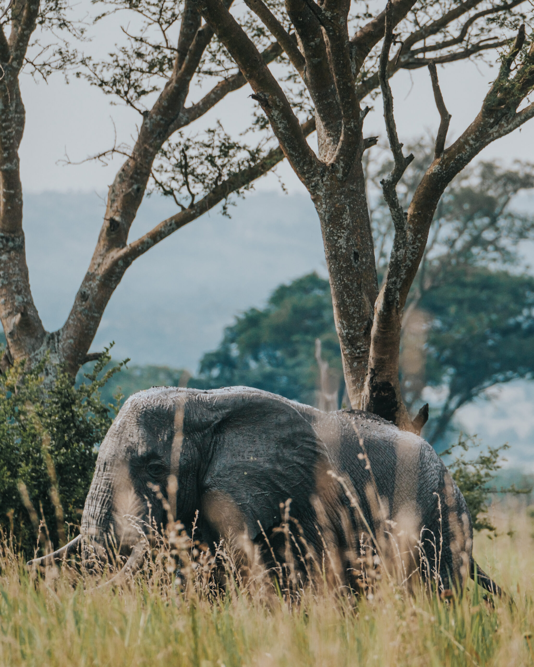 7-Day Gorilla, Chimps and Wildlife Safari Uganda